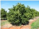 Lot 276 Cooltong Avenue, Cooltong SA 5341
