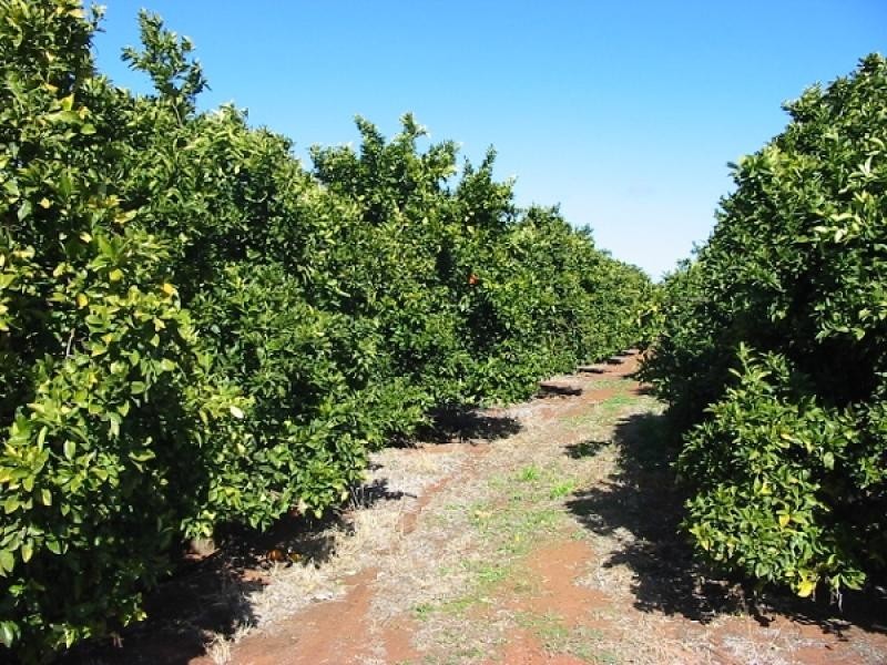 Lot 276 Cooltong Avenue, Cooltong SA 5341