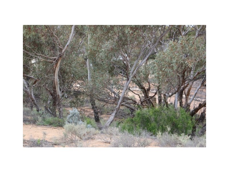 3131 Murbko Road, Morgan SA 5320