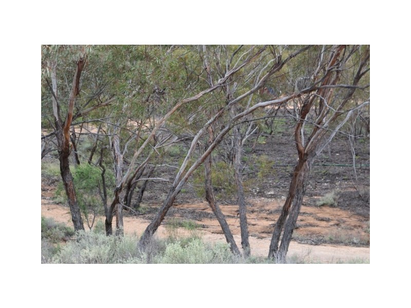 3131 Murbko Road, Morgan SA 5320