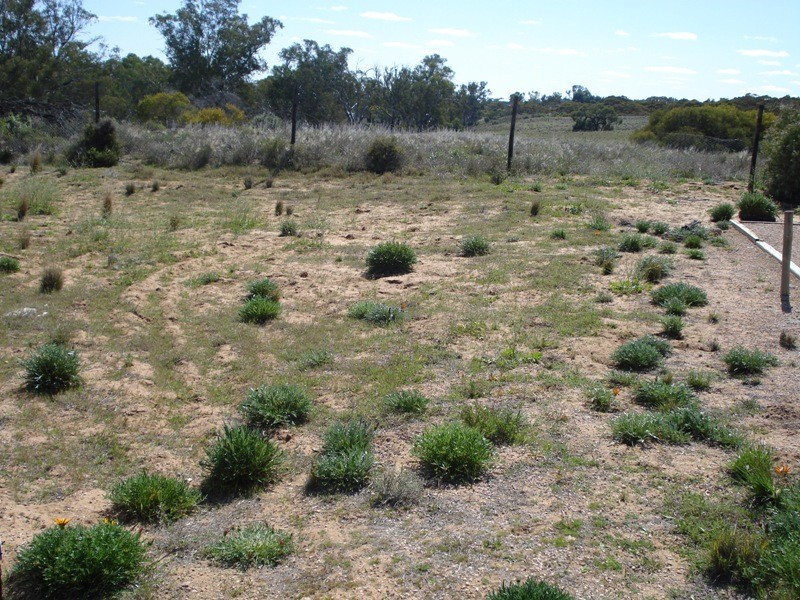 Lot 6 Apold Court, Morgan SA 5320