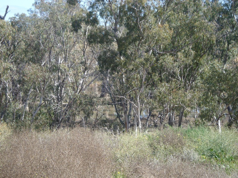 Lot 6 Apold Court, Morgan SA 5320