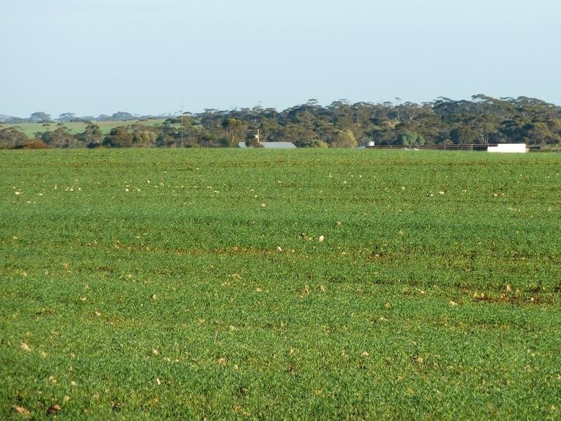 Section 29 and 266 Hundred of, Waikerie SA 5330