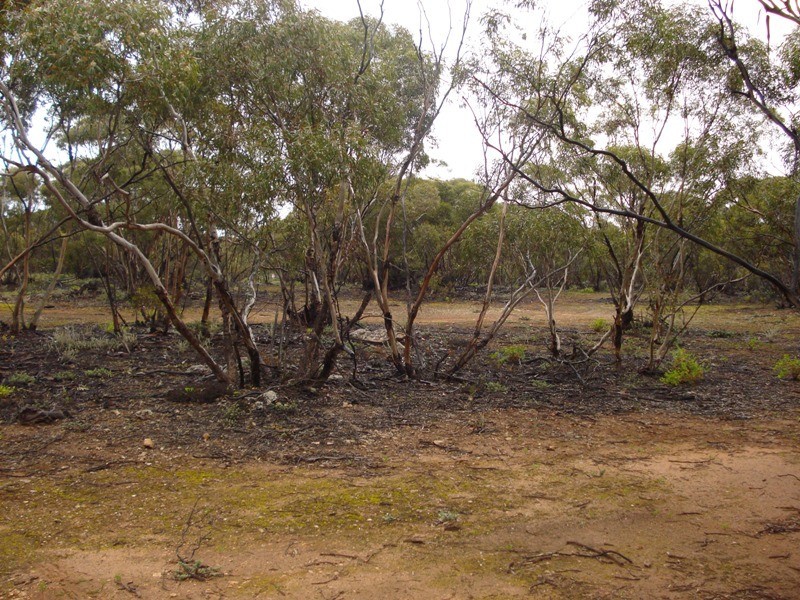 Lots 2 and 3 Boolgun Road, Waikerie SA 5330