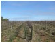 72 Thelma Road, Barmera SA 5345