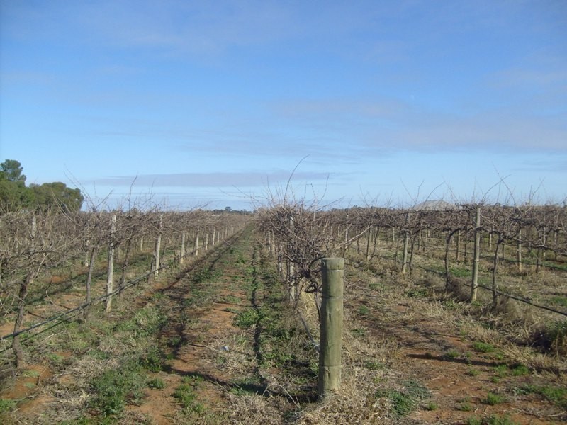 72 Thelma Road, Barmera SA 5345