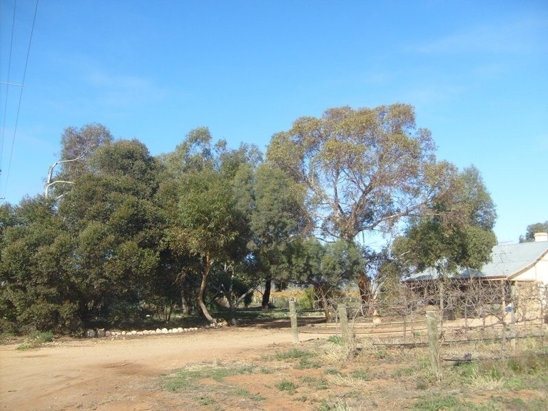 72 Thelma Road, Barmera SA 5345