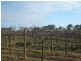 72 Thelma Road, Barmera SA 5345