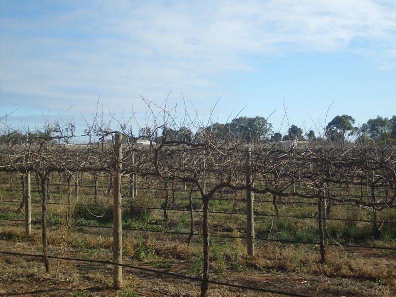 72 Thelma Road, Barmera SA 5345