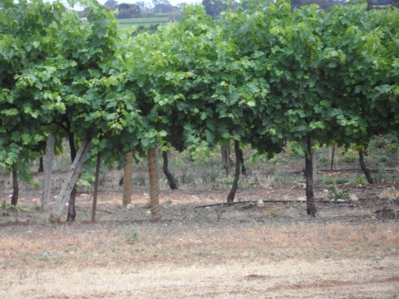 13 Fairweather Avenue, Loxton SA 5333