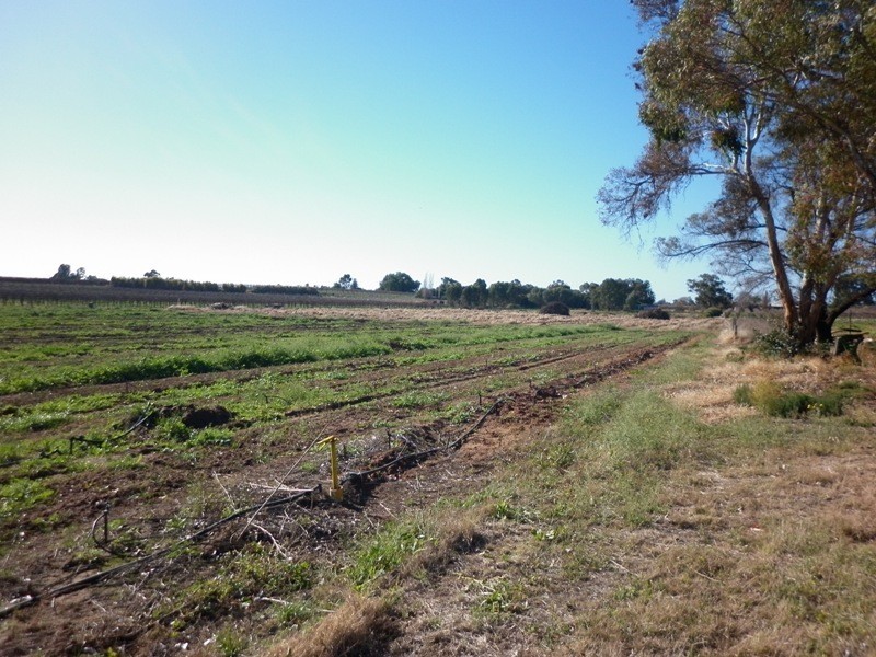 521 Government Road, Renmark SA 5341