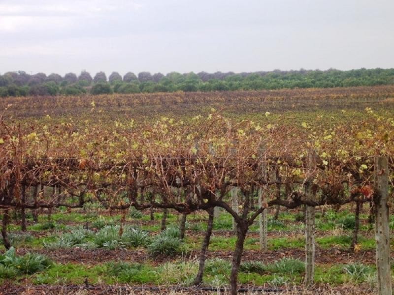 Section 749 Kibby Road, Loxton SA 5333