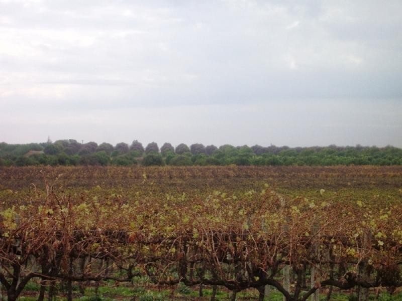 Section 749 Kibby Road, Loxton SA 5333