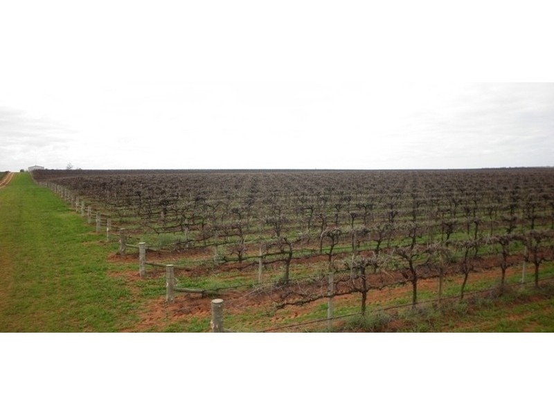 Paringa SA 5340