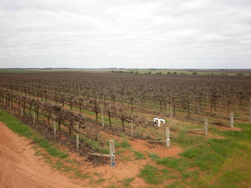 Paringa SA 5340