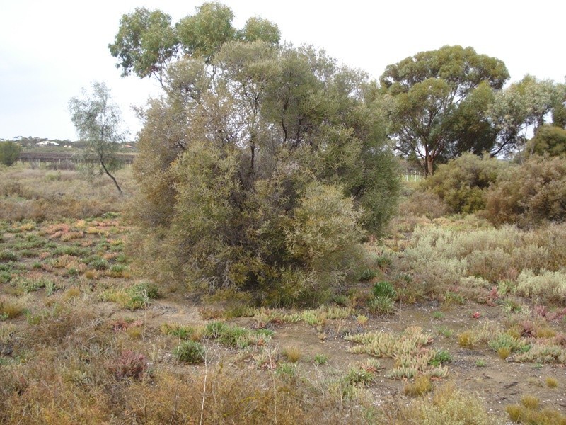 Allotment 3 Smyth Rd, Cadell SA 5321