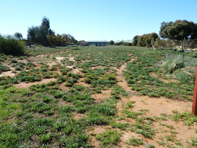 101 Badcoe Road, Loxton SA 5333