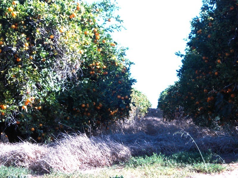 Lot 9 Ramco Road, Waikerie SA 5330