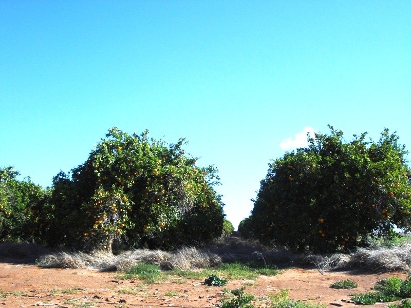 Lot 9 Ramco Road, Waikerie SA 5330