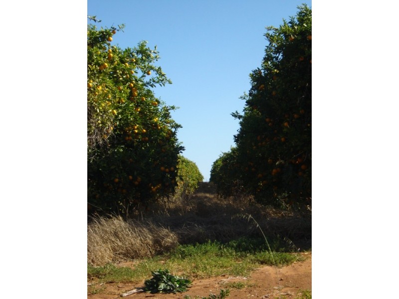 Lot 9 Ramco Road, Waikerie SA 5330