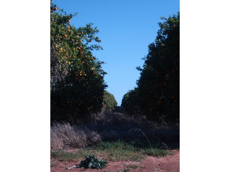 Lot 9 Ramco Road, Waikerie SA 5330