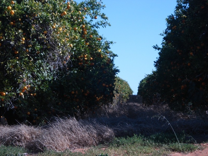 Lot 9 Ramco Road, Waikerie SA 5330