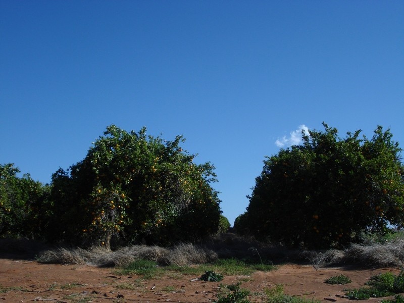 Lot 9 Ramco Road, Waikerie SA 5330