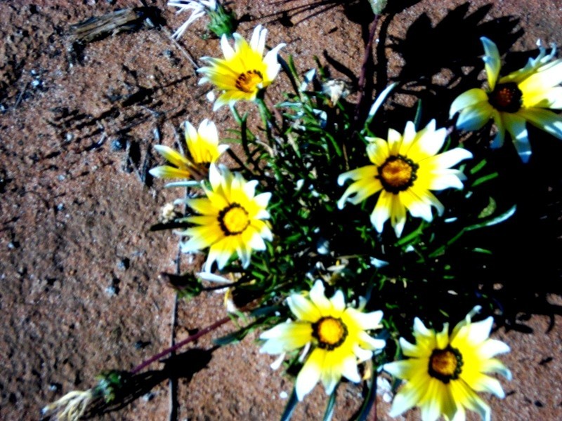 Lot 11 Ramco Road, Waikerie SA 5330