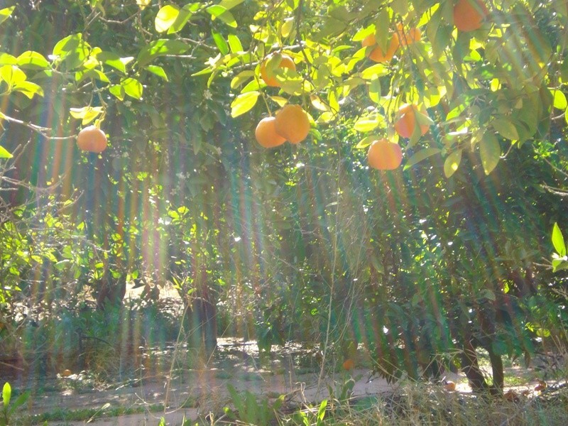 LOT 222 Playford Road, Waikerie SA 5330