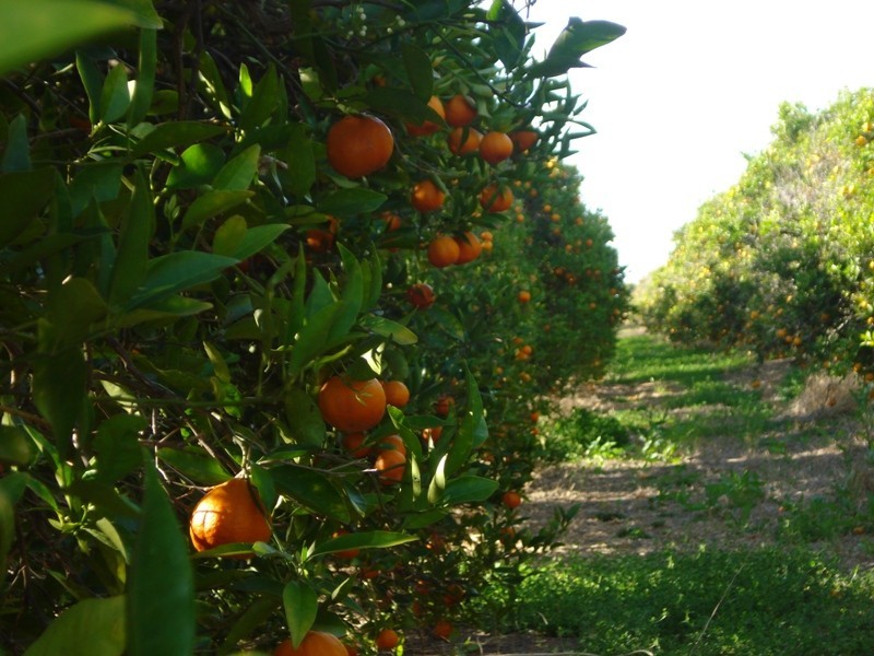 LOT 222 Playford Road, Waikerie SA 5330