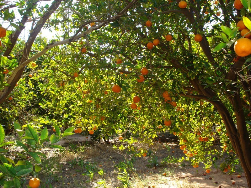 LOT 222 Playford Road, Waikerie SA 5330