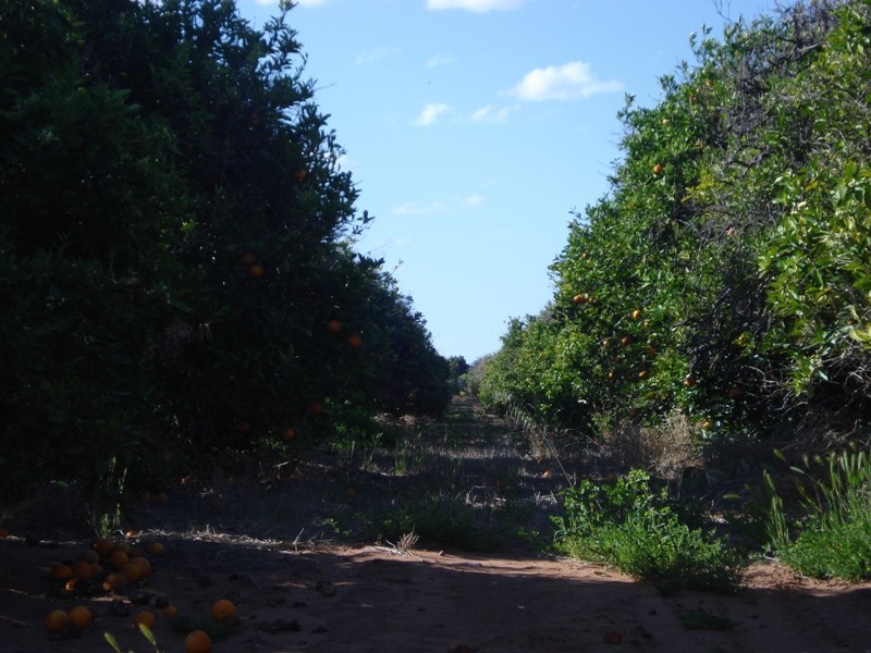 LOT 222 Playford Road, Waikerie SA 5330