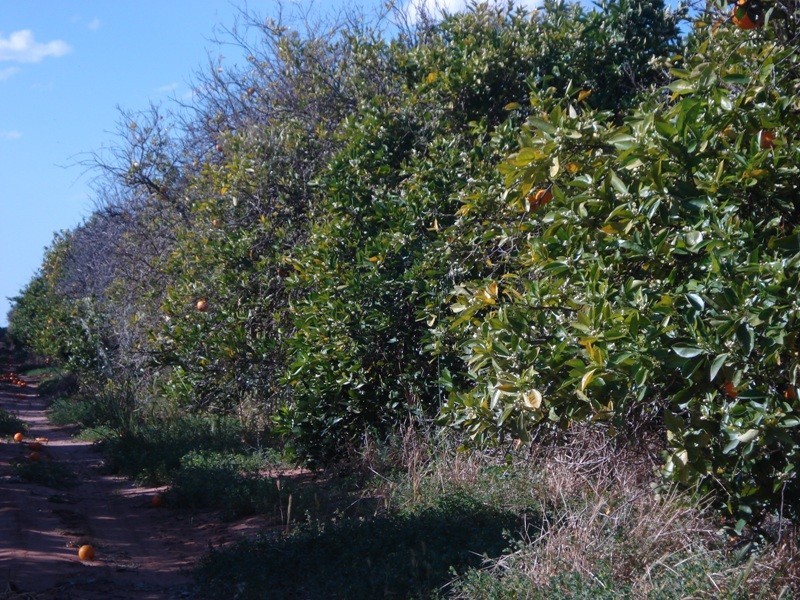 LOT 222 Playford Road, Waikerie SA 5330