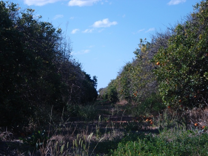 LOT 222 Playford Road, Waikerie SA 5330