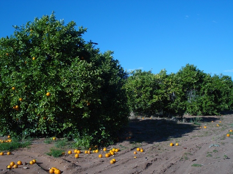 LOT 222 Playford Road, Waikerie SA 5330