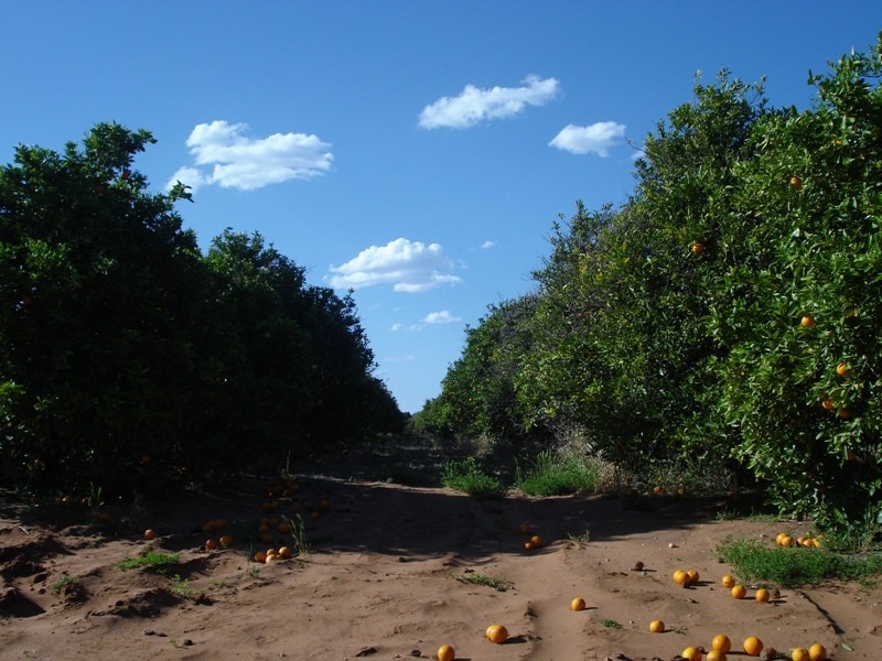 LOT 222 Playford Road, Waikerie SA 5330