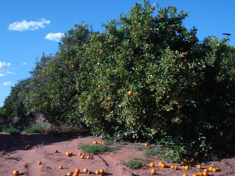 LOT 222 Playford Road, Waikerie SA 5330