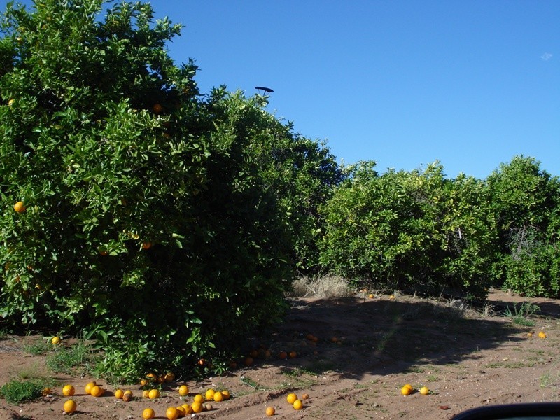 LOT 222 Playford Road, Waikerie SA 5330