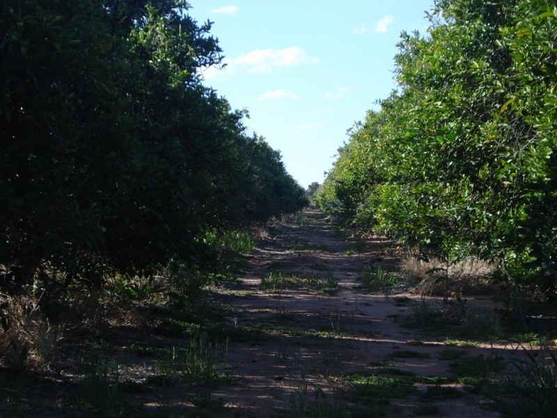 LOT 222 Playford Road, Waikerie SA 5330