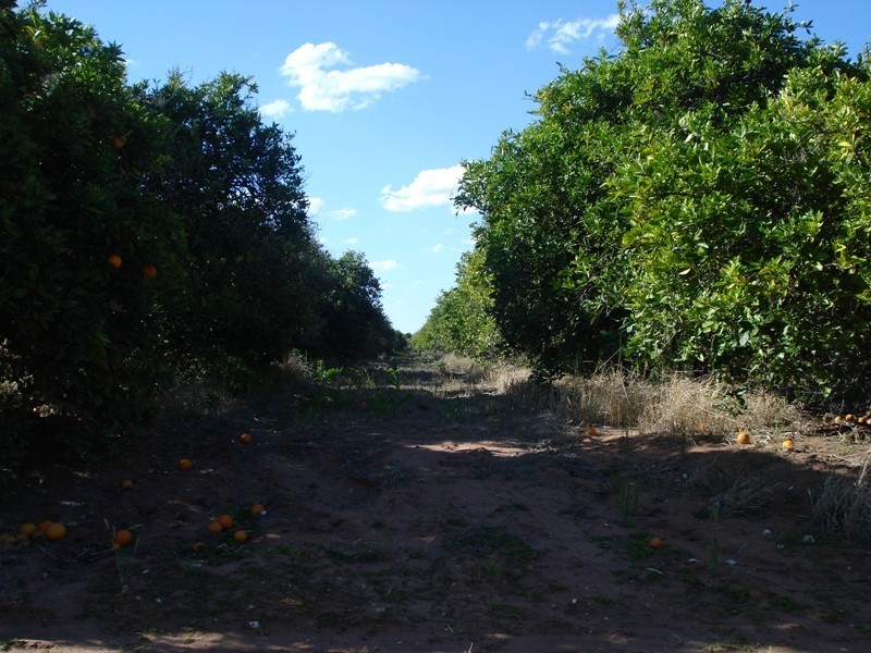 LOT 222 Playford Road, Waikerie SA 5330