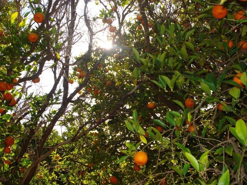 LOT 222 Playford Road, Waikerie SA 5330