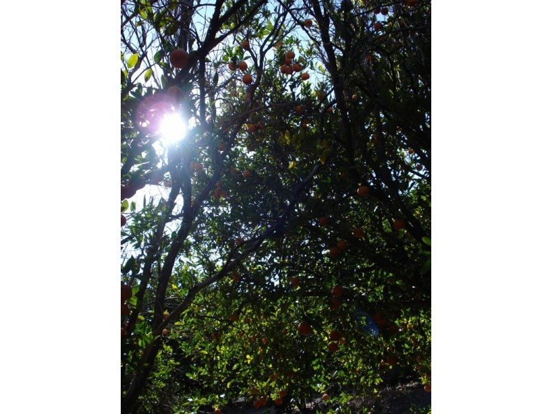 LOT 222 Playford Road, Waikerie SA 5330