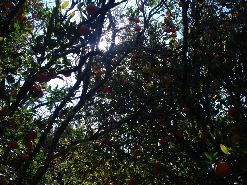 LOT 222 Playford Road, Waikerie SA 5330