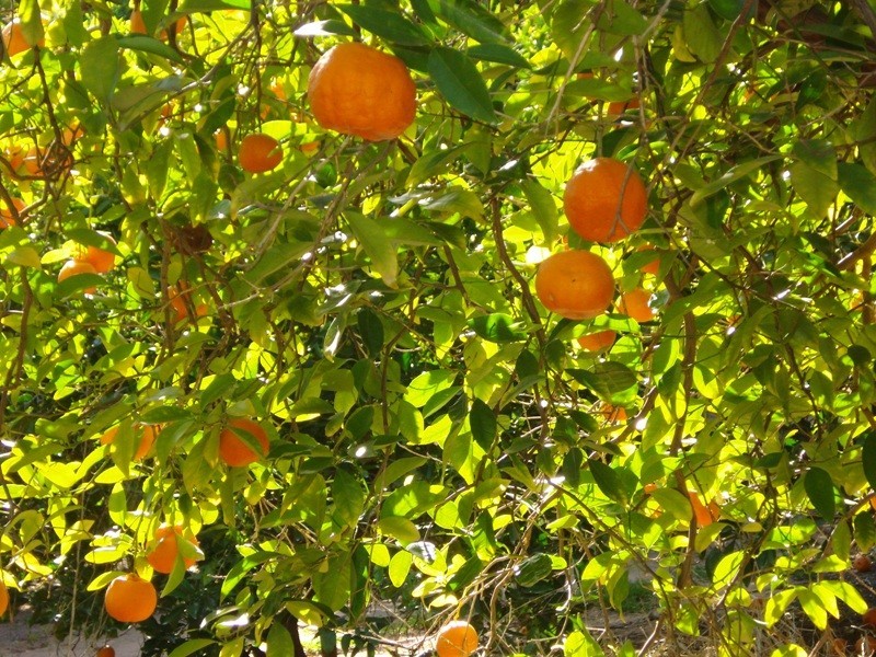 LOT 222 Playford Road, Waikerie SA 5330