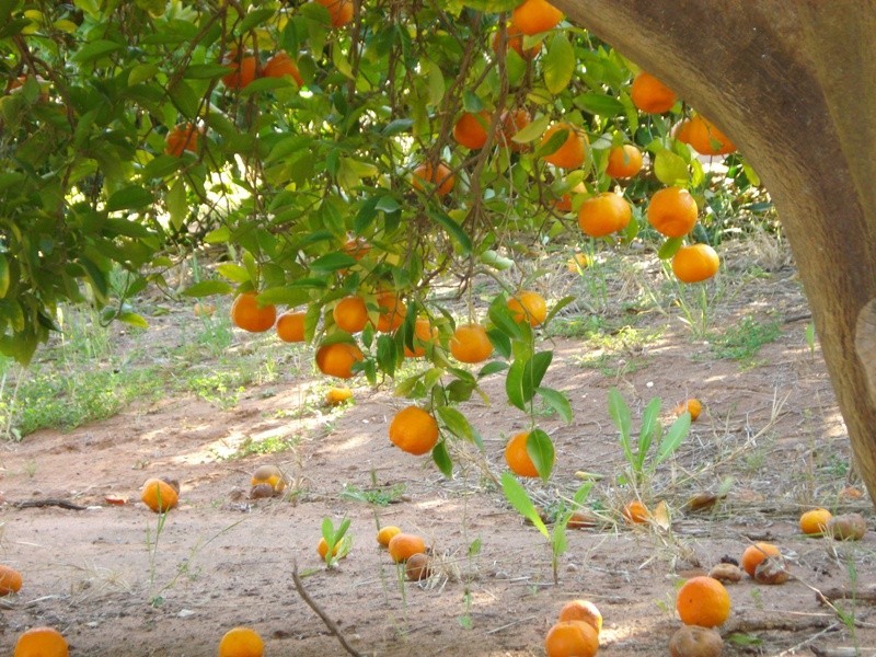 LOT 222 Playford Road, Waikerie SA 5330