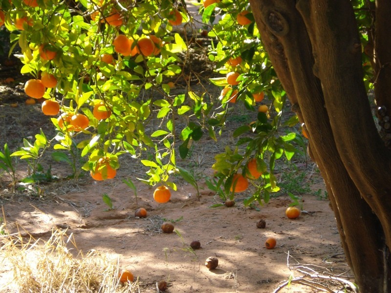 LOT 222 Playford Road, Waikerie SA 5330