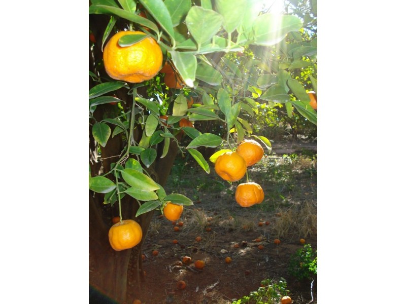 LOT 222 Playford Road, Waikerie SA 5330