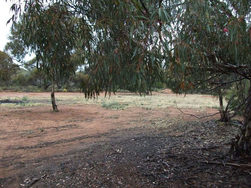 172 Battams Road, Berri SA 5343