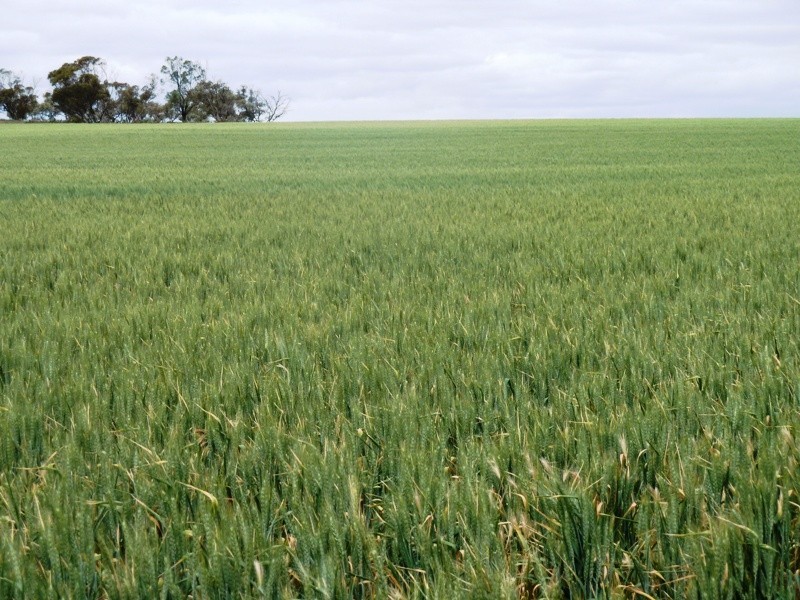 1, 71, 100, 101, 266 and 267 Hundred of Gordon, Bugle Hut SA 5311