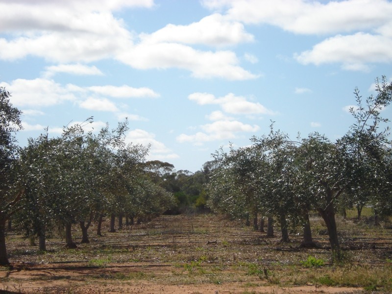 78 Benlow Road, Waikerie SA 5330